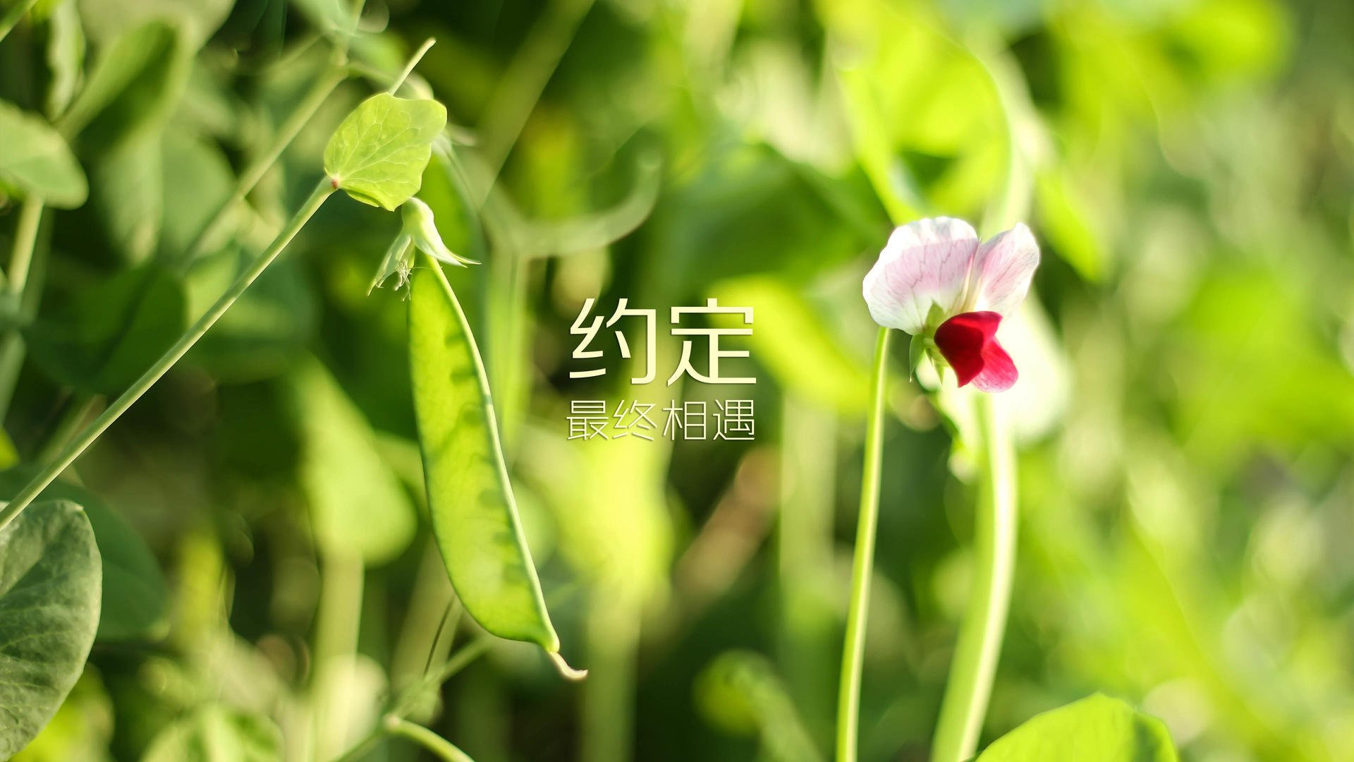 湖人队防守端表现出色，对手难以找到破解之法，2021湖人防守效率排行