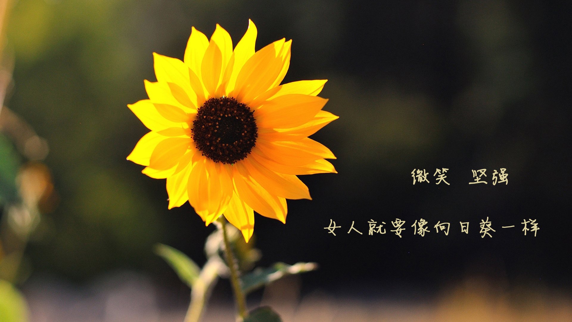 阿尔阿赫利赛季连胜纪录刷新，阿尔阿赫利埃及